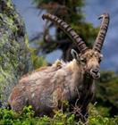 capra ibex