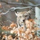 lince